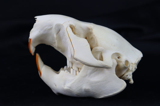 Juvenile Beaver Skull