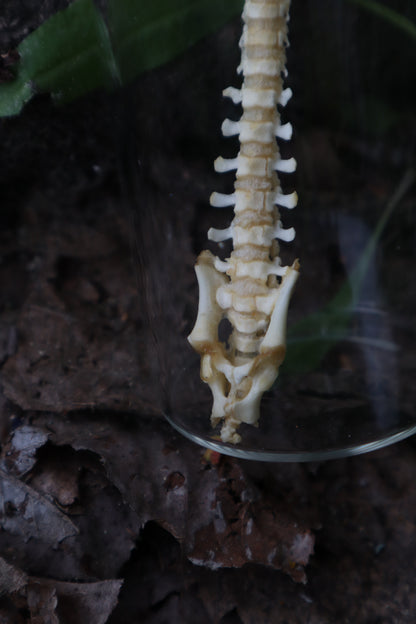 Piglet Spinal Column Articulation