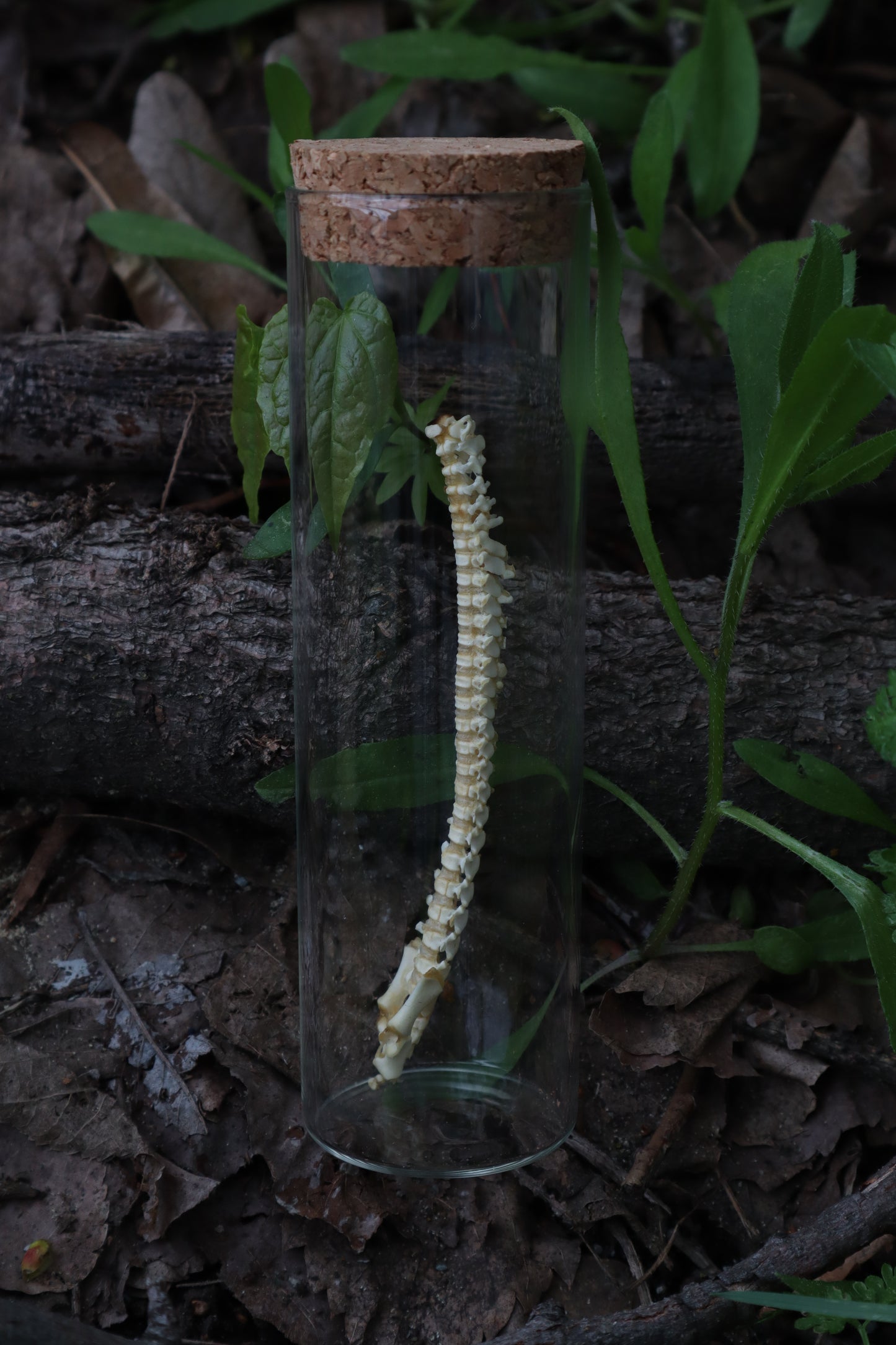 Piglet Spinal Column Articulation