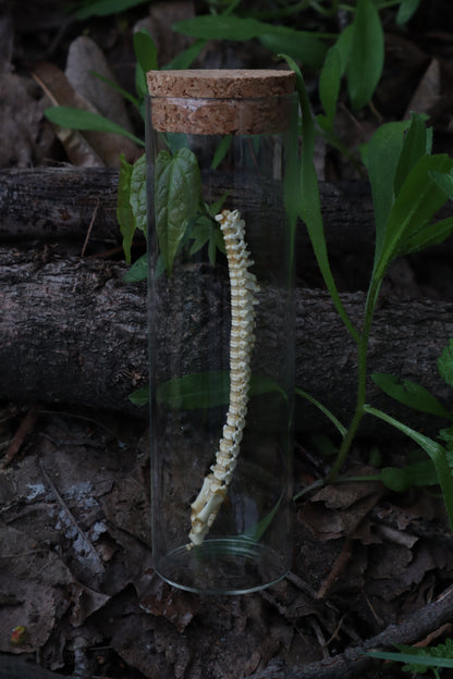 Piglet Spinal Column Articulation