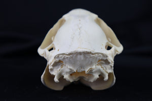 Juvenile Beaver Skull