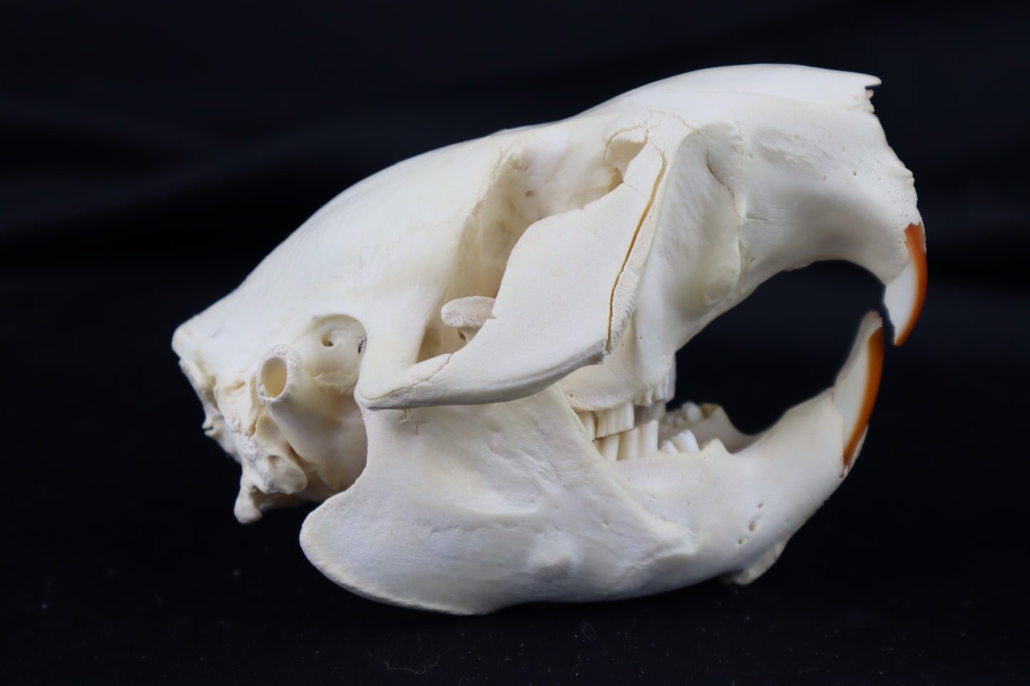Juvenile Beaver Skull