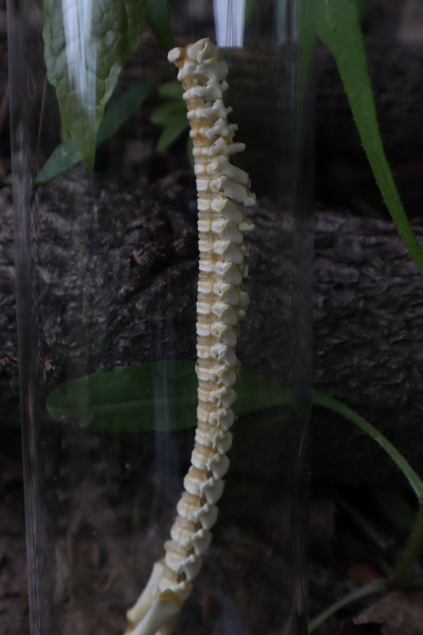 Piglet Spinal Column Articulation