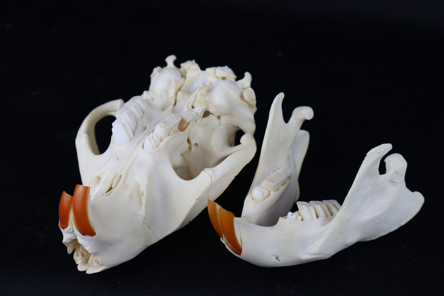 Juvenile Beaver Skull