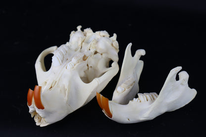 Juvenile Beaver Skull