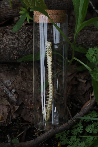 Piglet Spinal Column Articulation