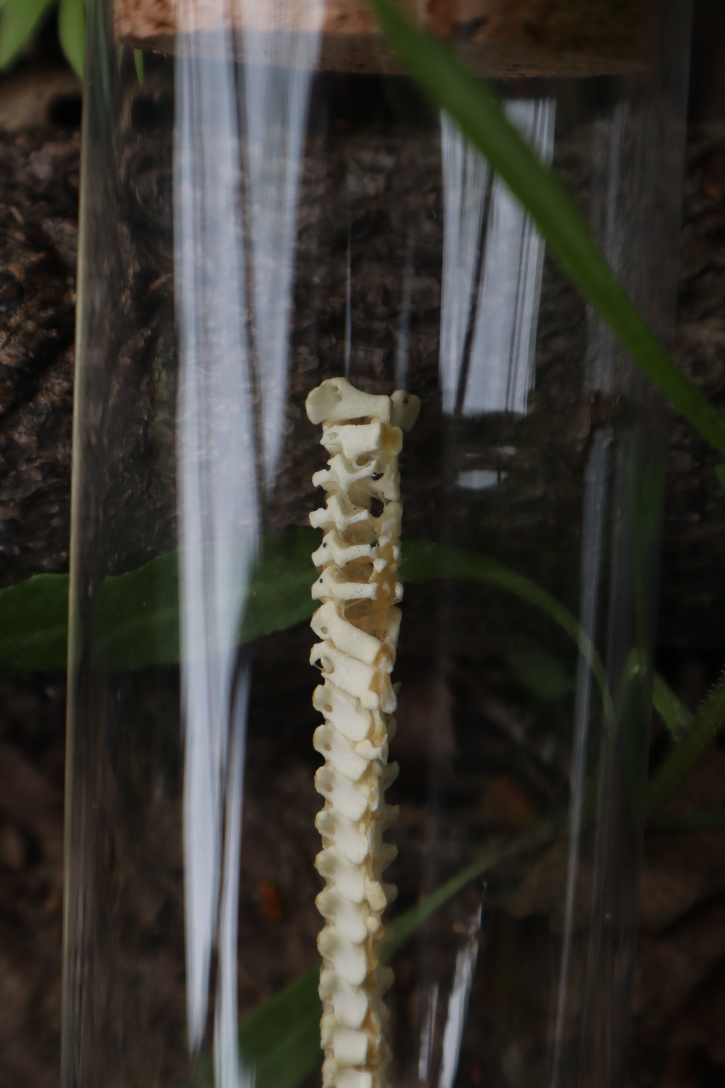 Piglet Spinal Column Articulation