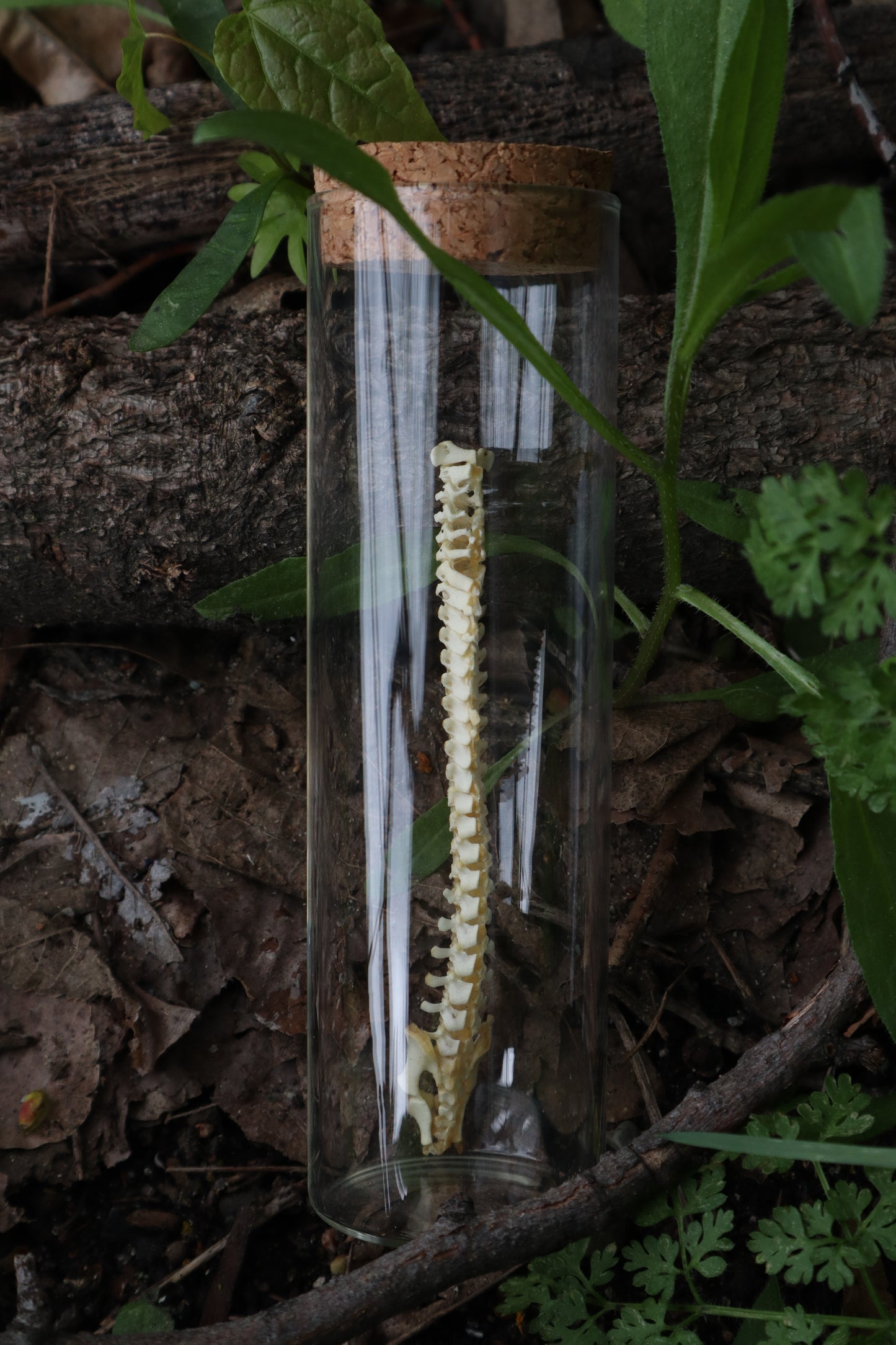 Piglet Spinal Column Articulation