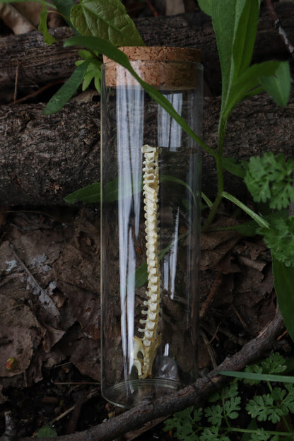 Piglet Spinal Column Articulation