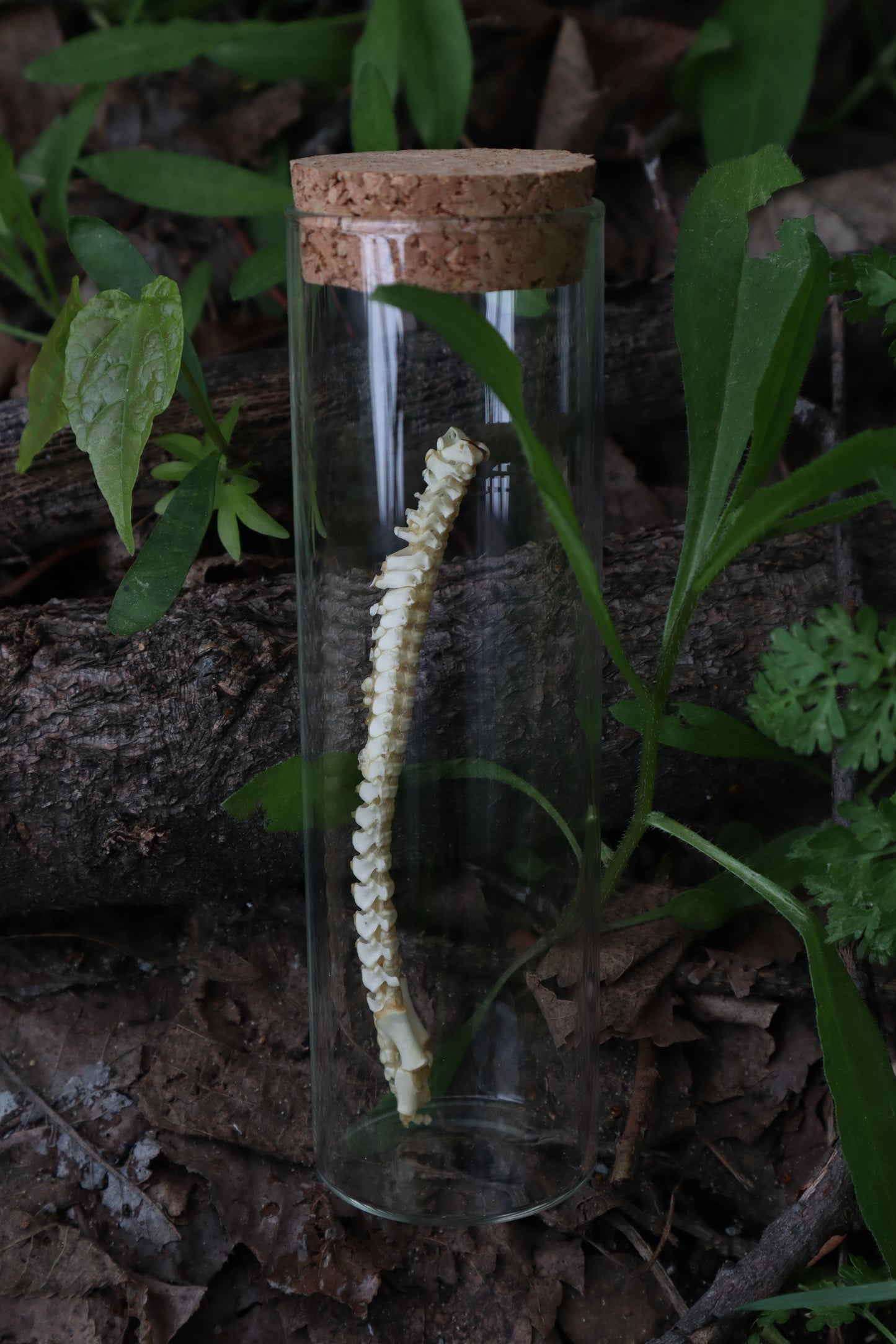 Piglet Spinal Column Articulation
