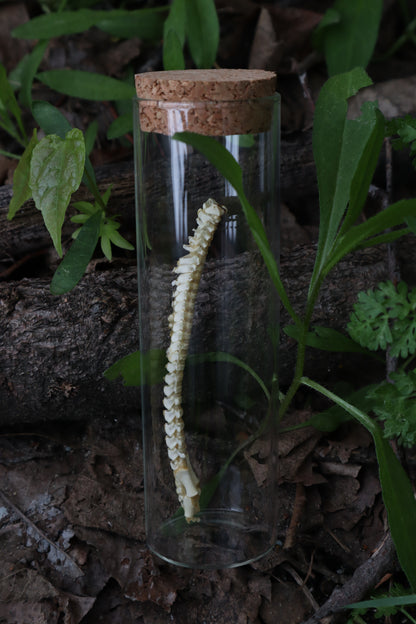 Piglet Spinal Column Articulation