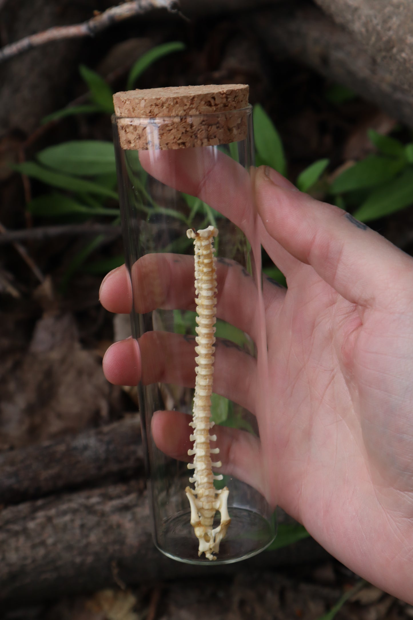 Piglet Spinal Column Articulation
