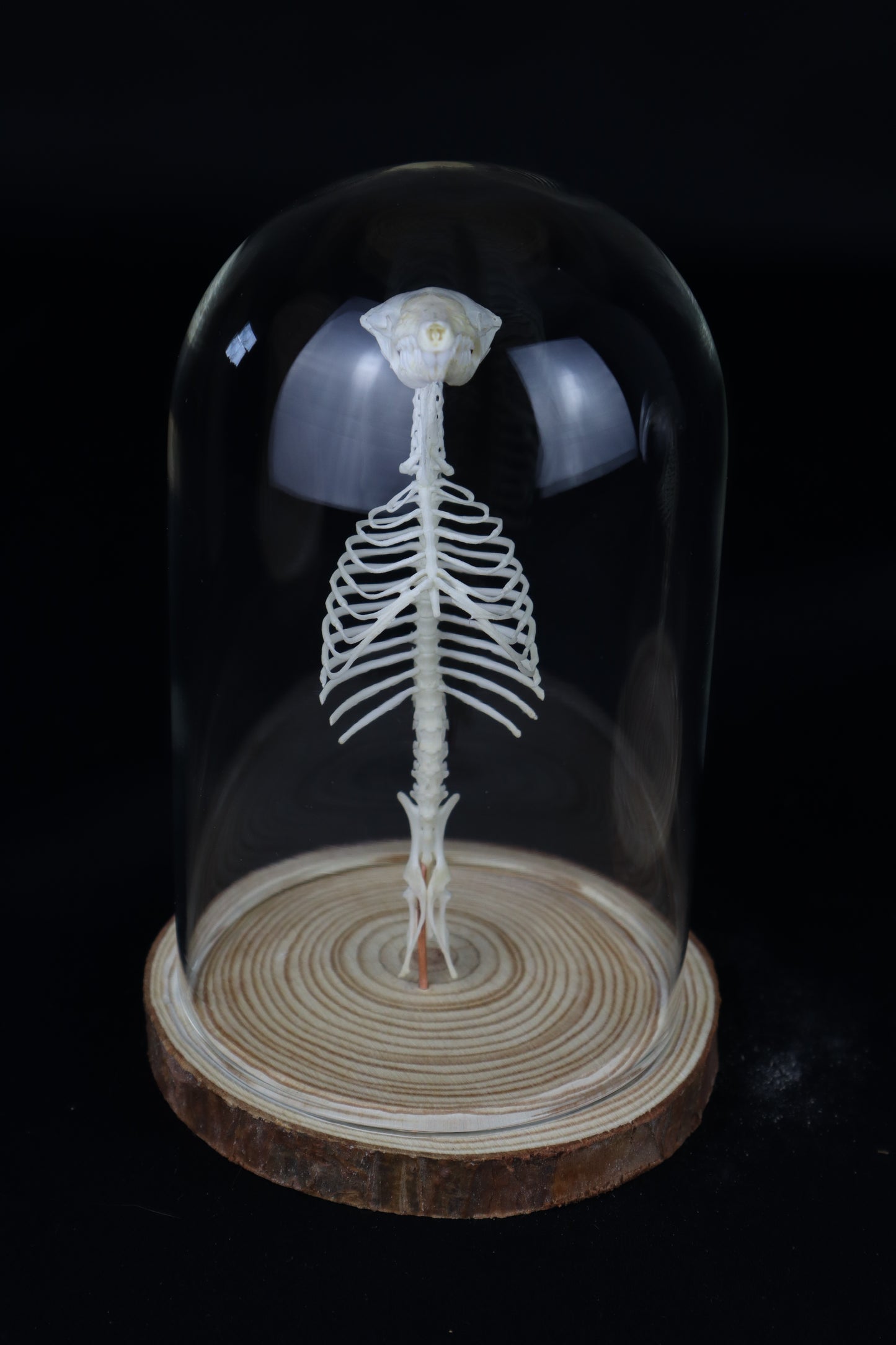 Mole Skull and Articulated Spinal Column