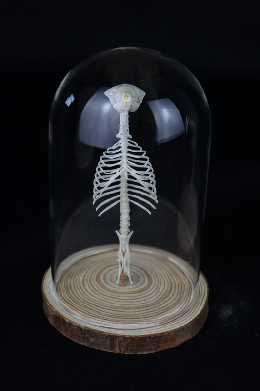 Mole Skull and Articulated Spinal Column
