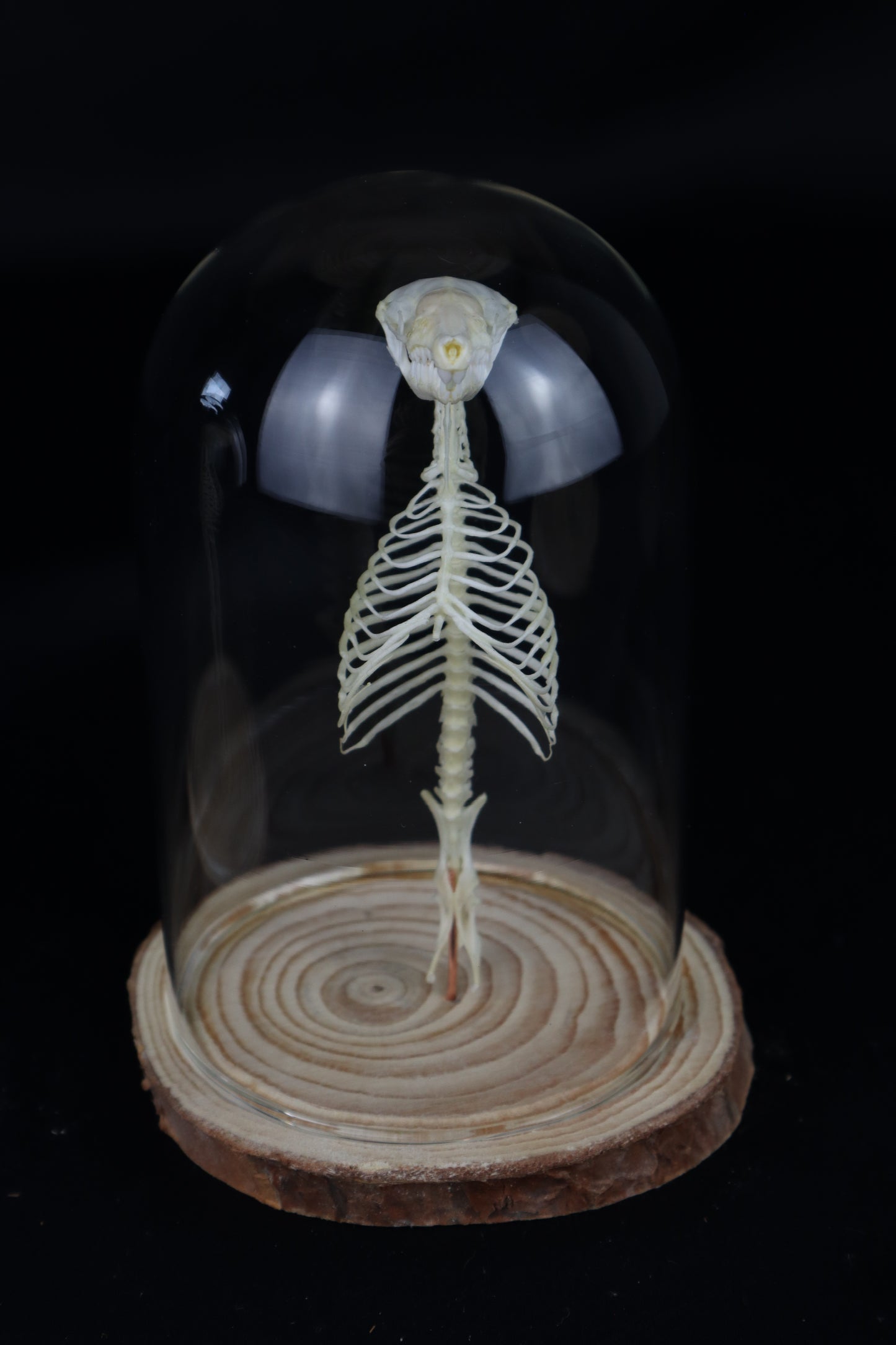 Mole Skull and Articulated Spinal Column