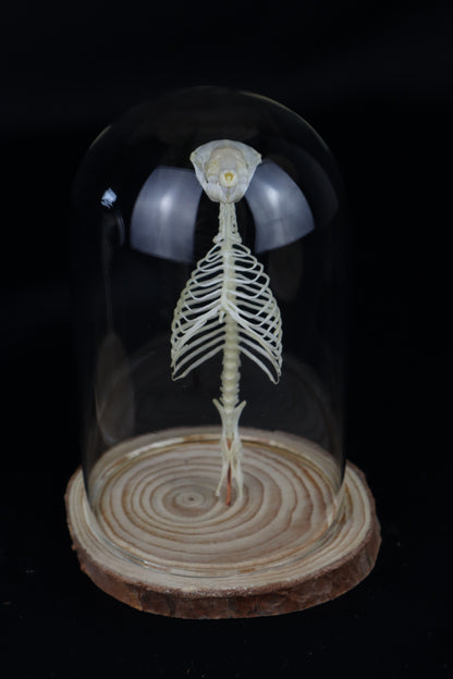 Mole Skull and Articulated Spinal Column