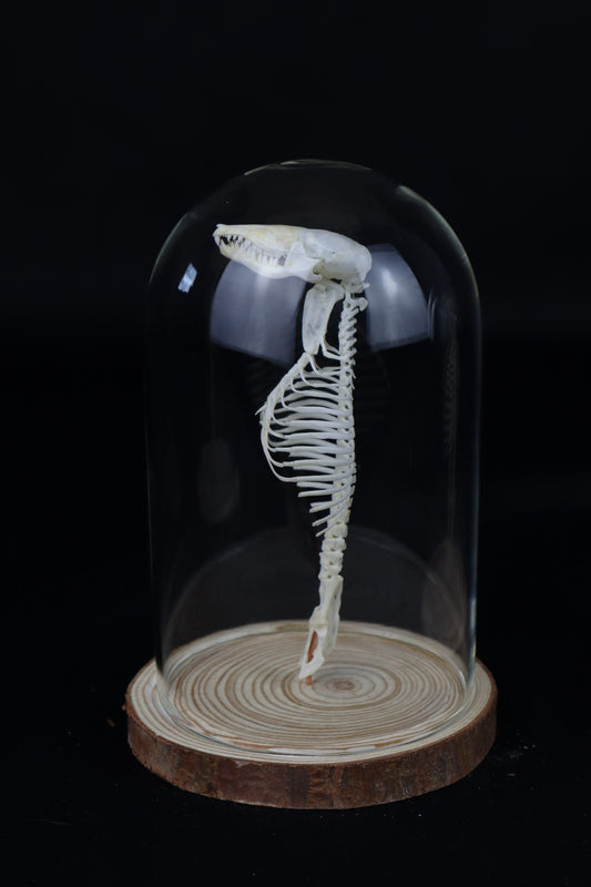 Mole Skull and Articulated Spinal Column