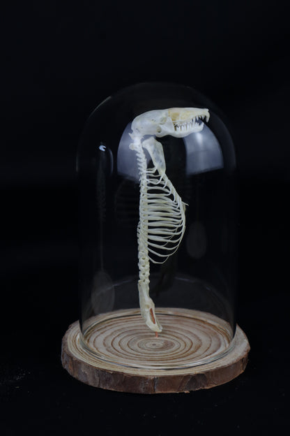 Mole Skull and Articulated Spinal Column