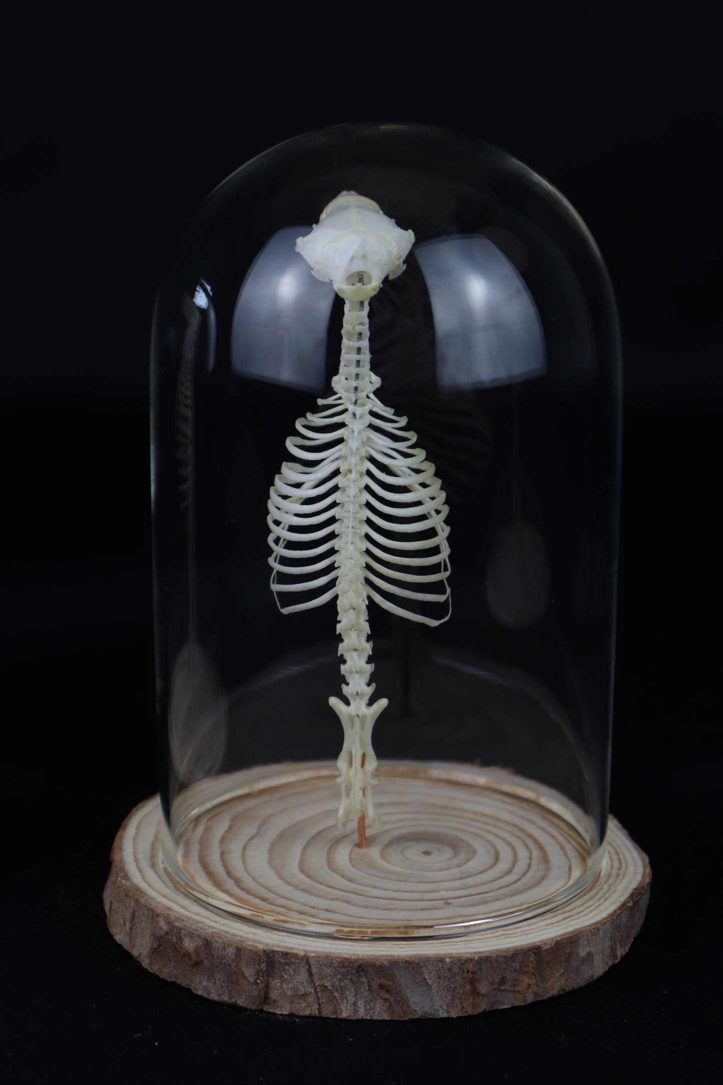 Mole Skull and Articulated Spinal Column