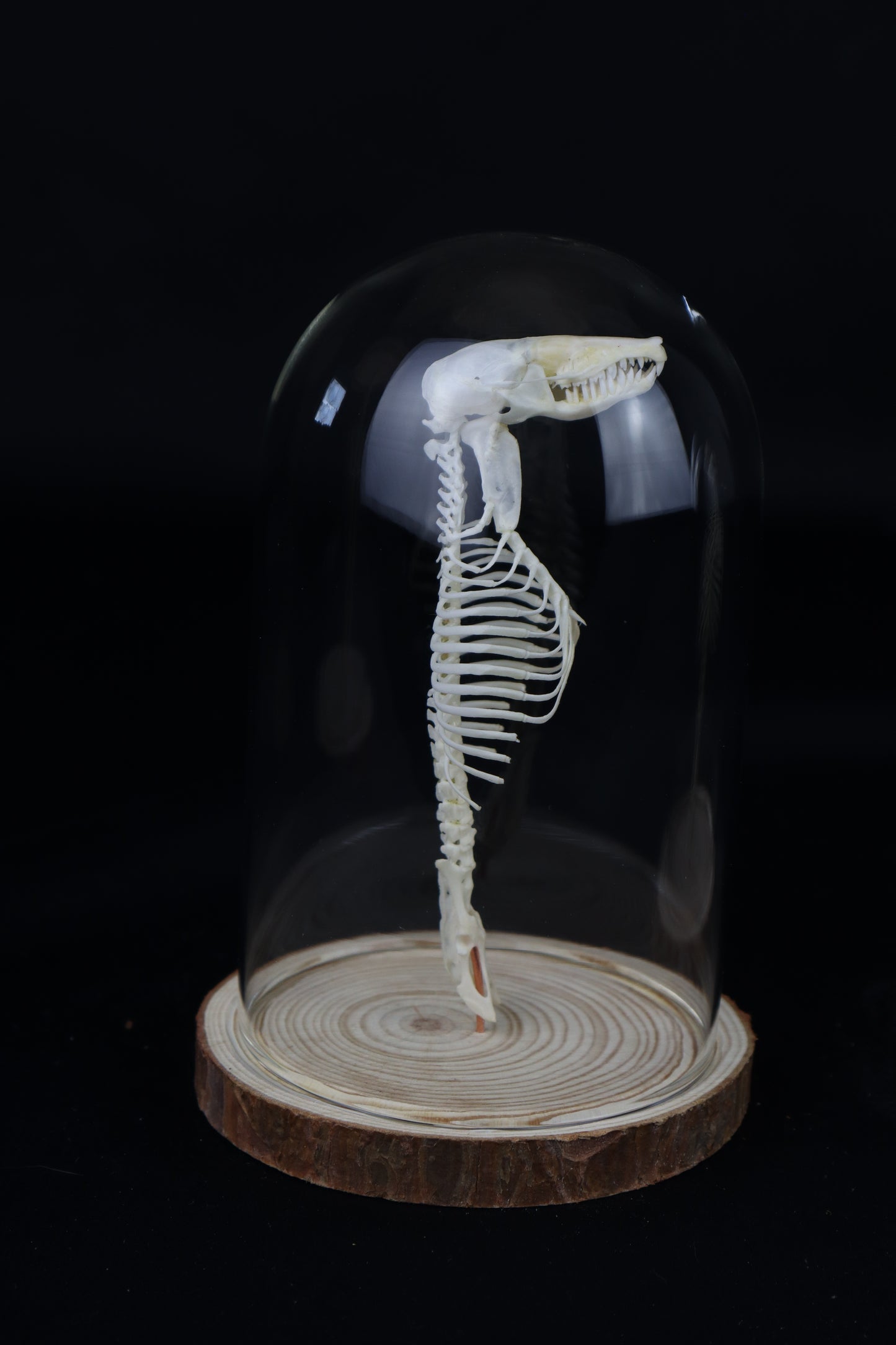 Mole Skull and Articulated Spinal Column