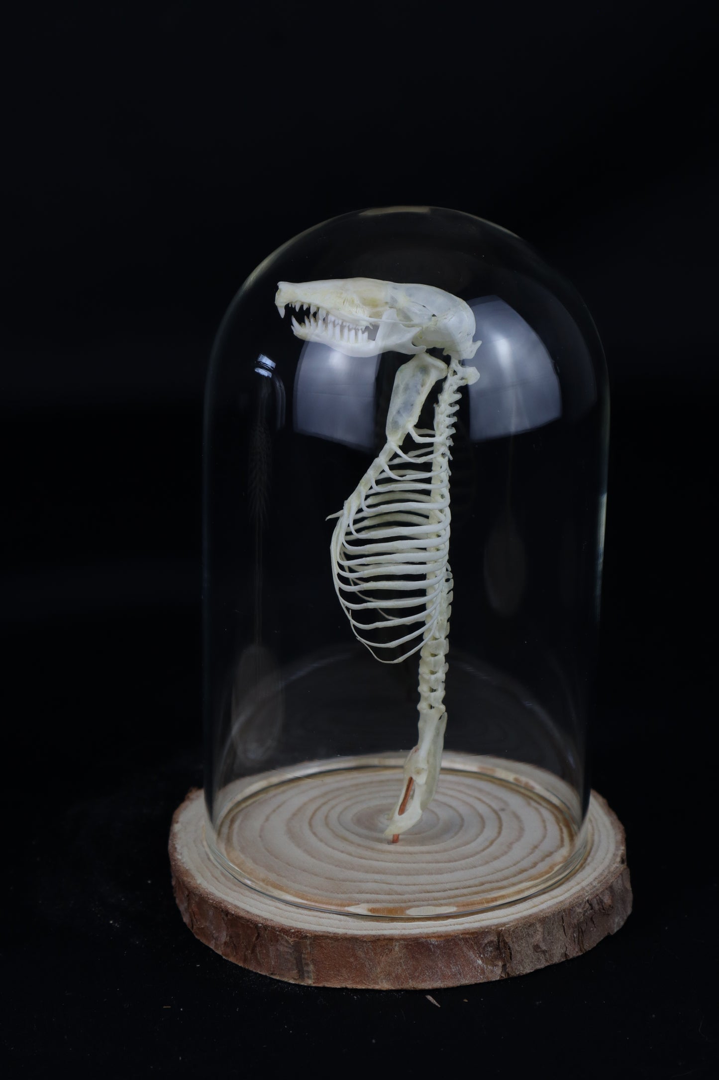 Mole Skull and Articulated Spinal Column