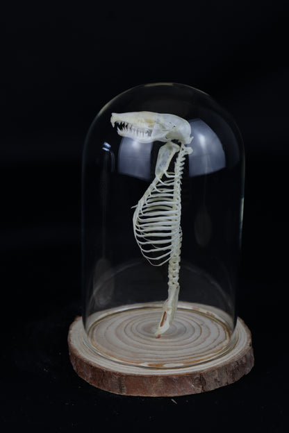 Mole Skull and Articulated Spinal Column