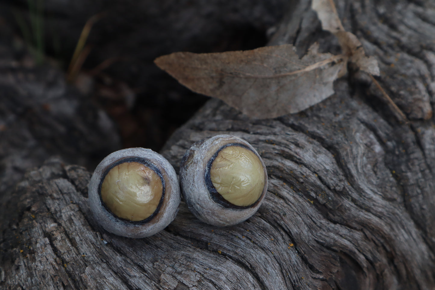 Dry Preserved Bobcat Eyeballs