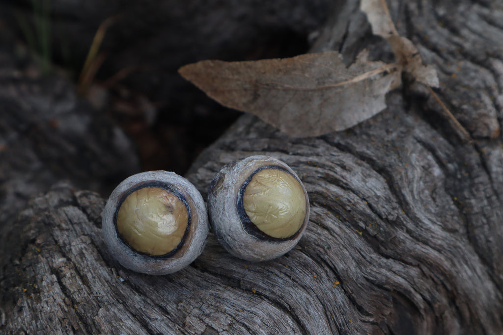 Dry Preserved Bobcat Eyeballs