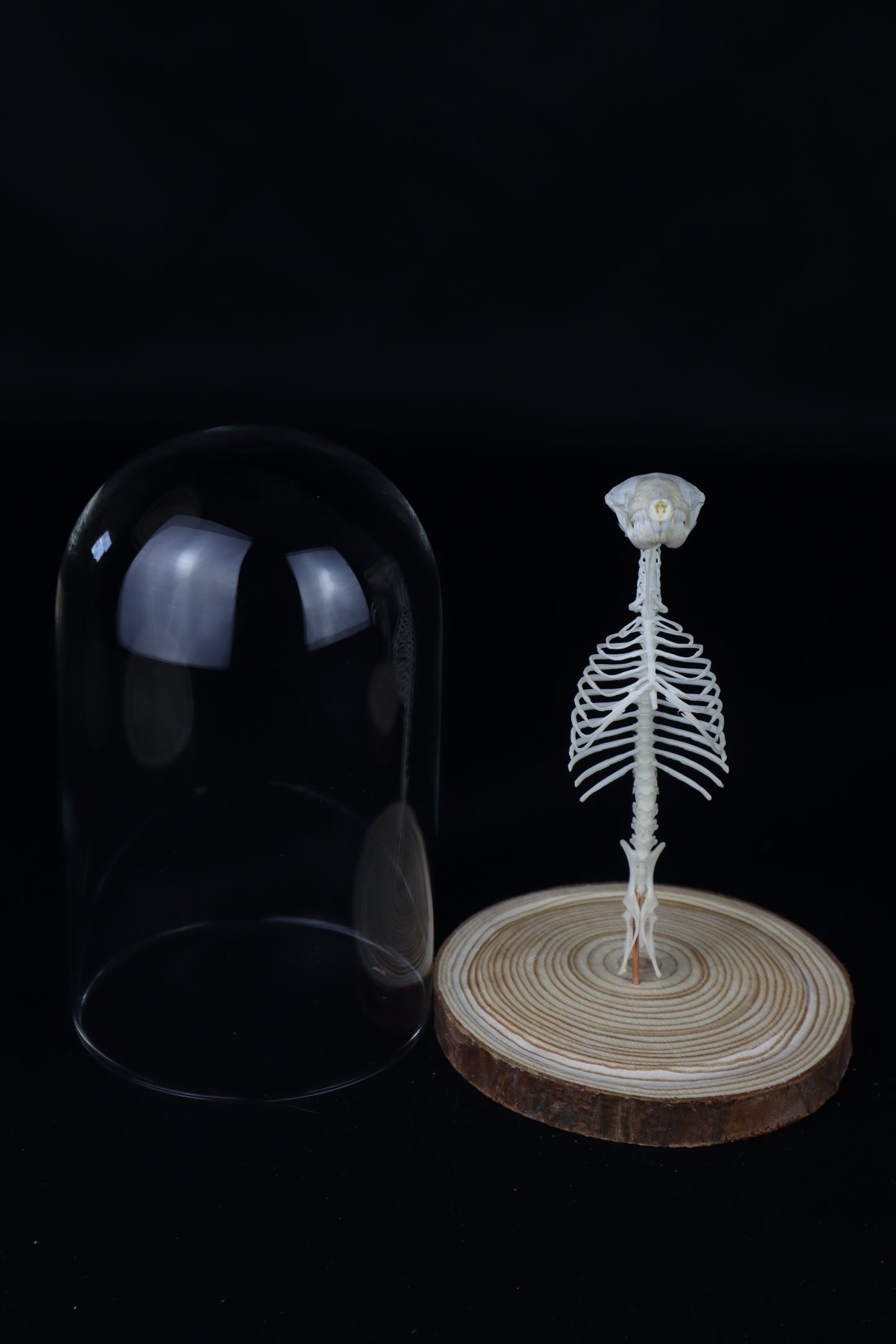 Mole Skull and Articulated Spinal Column