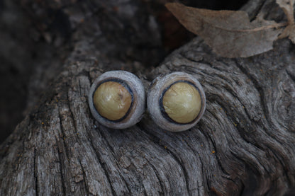 Dry Preserved Bobcat Eyeballs