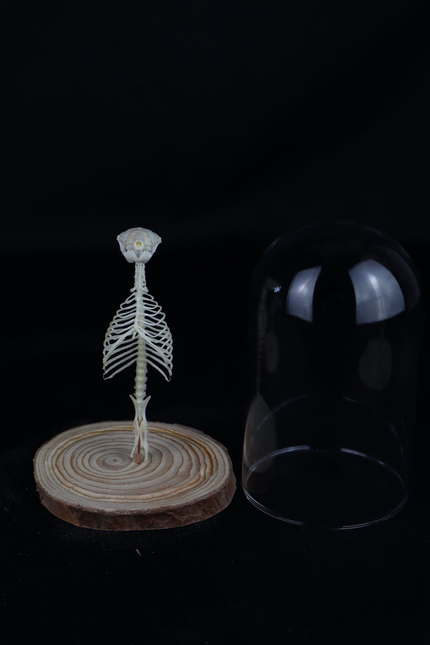 Mole Skull and Articulated Spinal Column