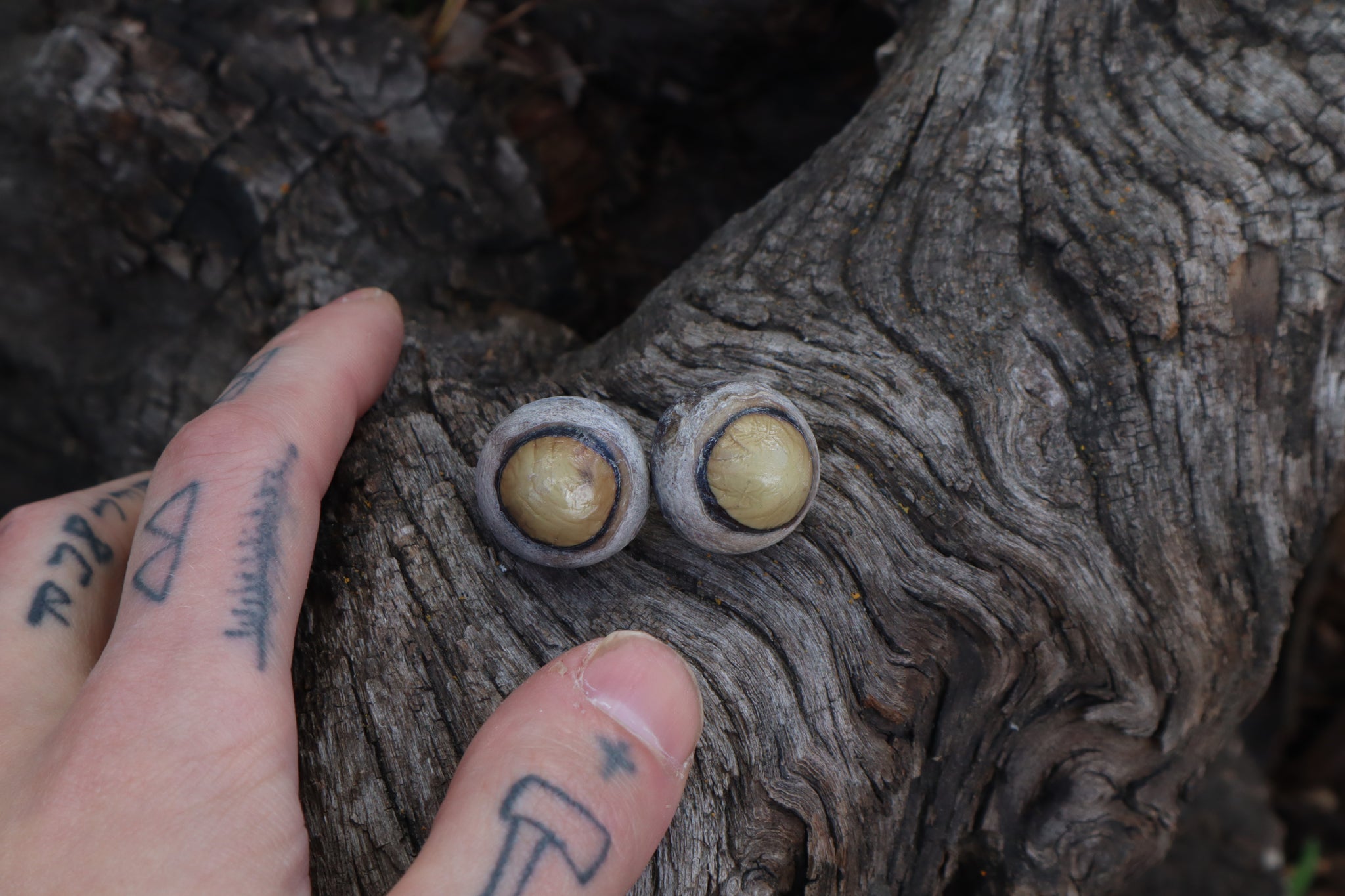 Dry Preserved Bobcat Eyeballs