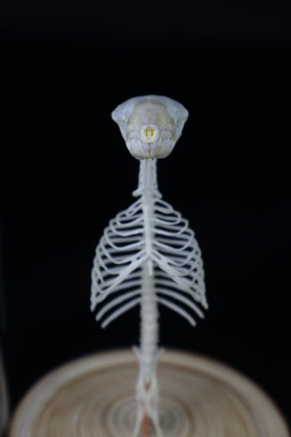 Mole Skull and Articulated Spinal Column