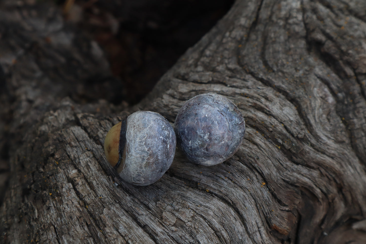 Dry Preserved Bobcat Eyeballs