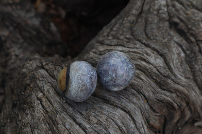 Dry Preserved Bobcat Eyeballs