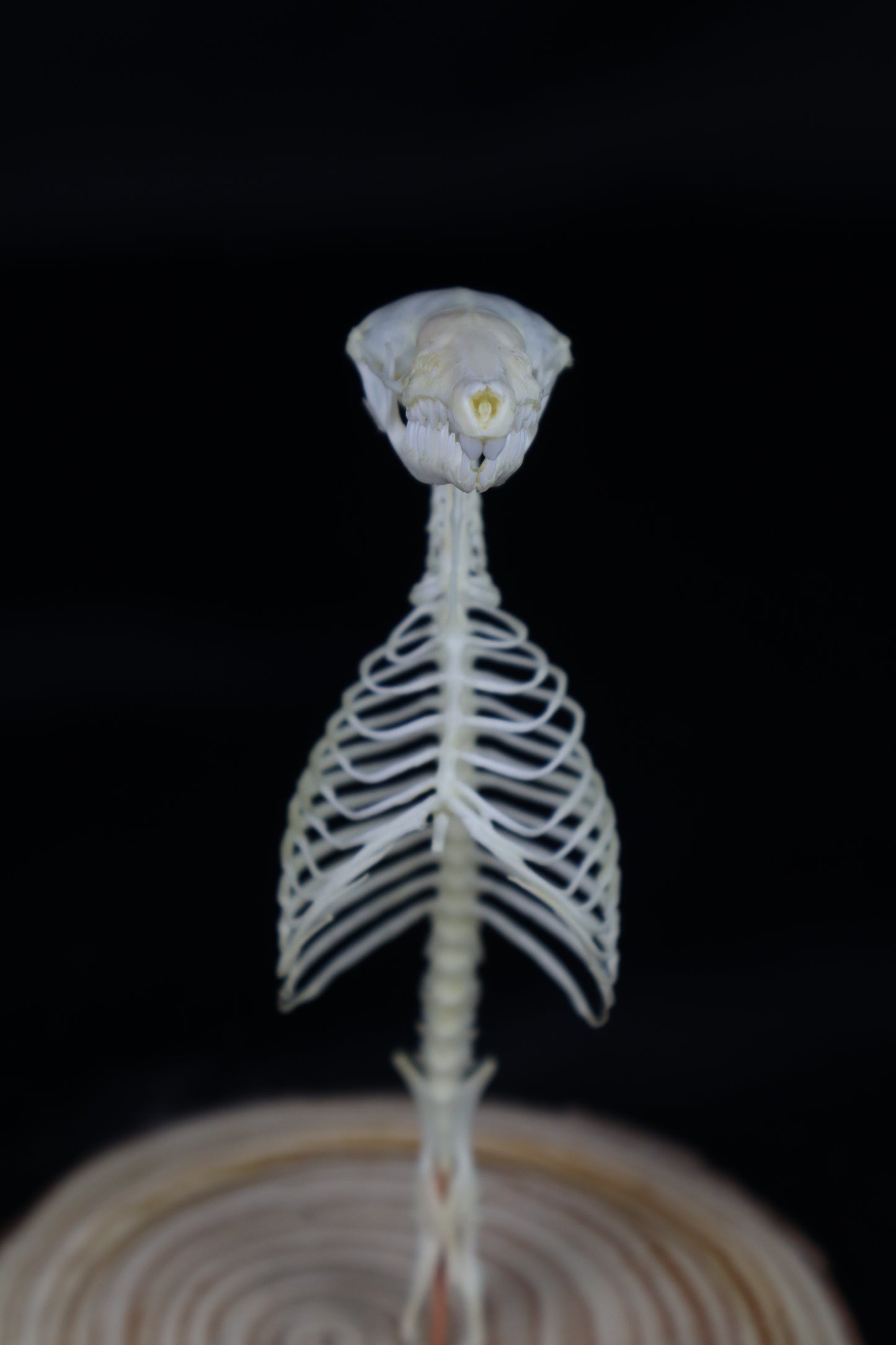 Mole Skull and Articulated Spinal Column
