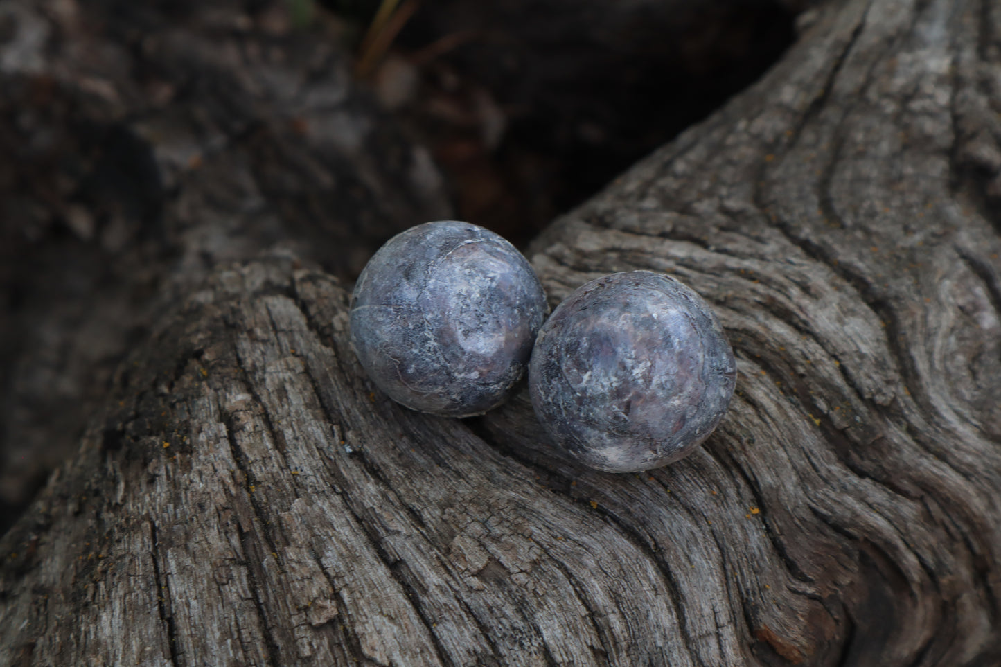 Dry Preserved Bobcat Eyeballs