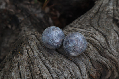 Dry Preserved Bobcat Eyeballs