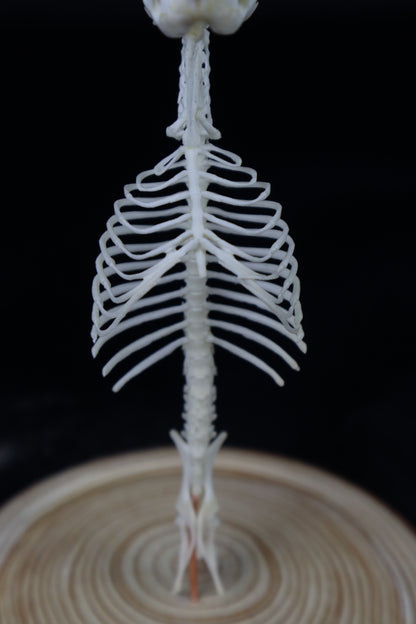 Mole Skull and Articulated Spinal Column