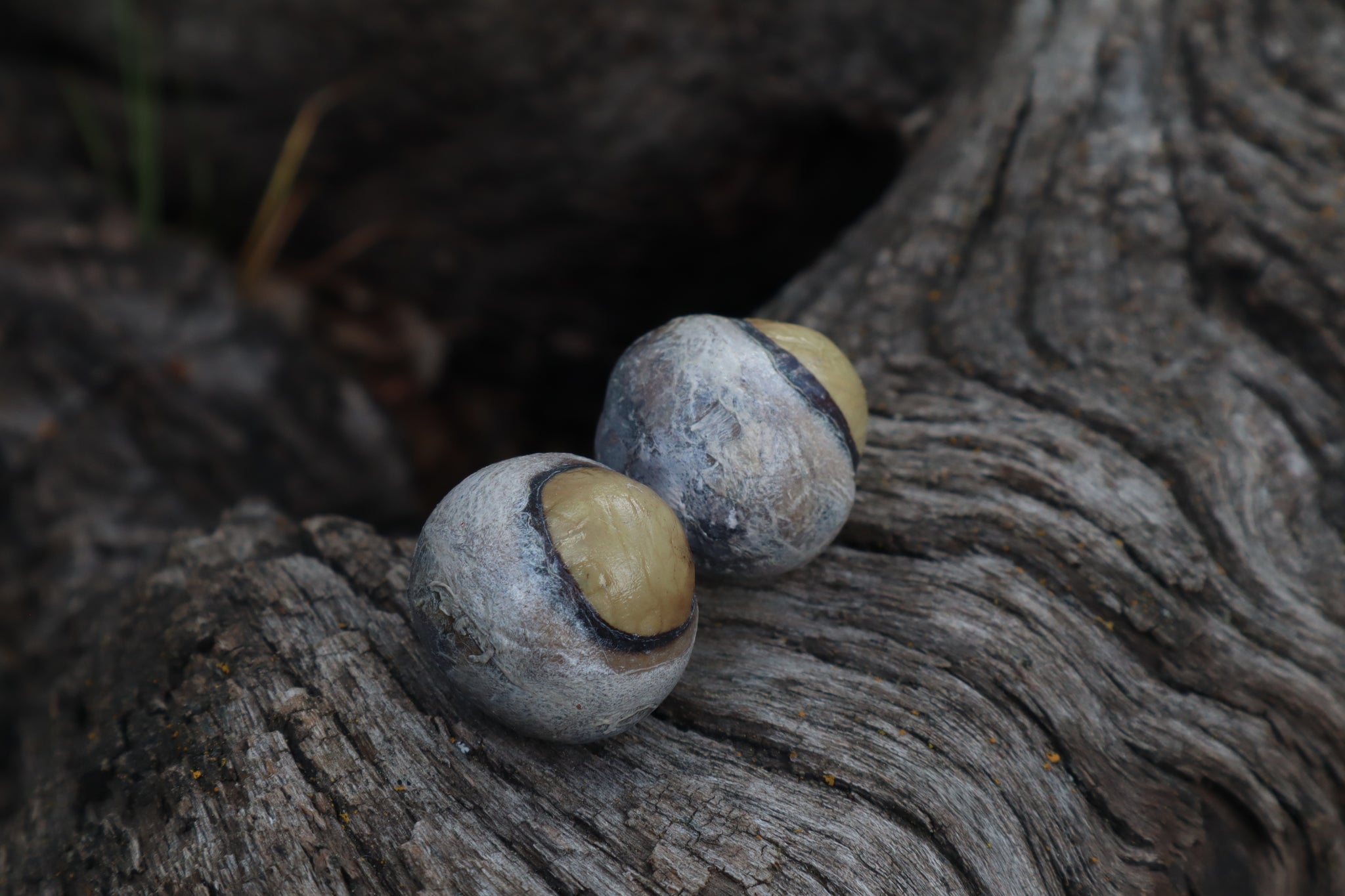 Dry Preserved Bobcat Eyeballs