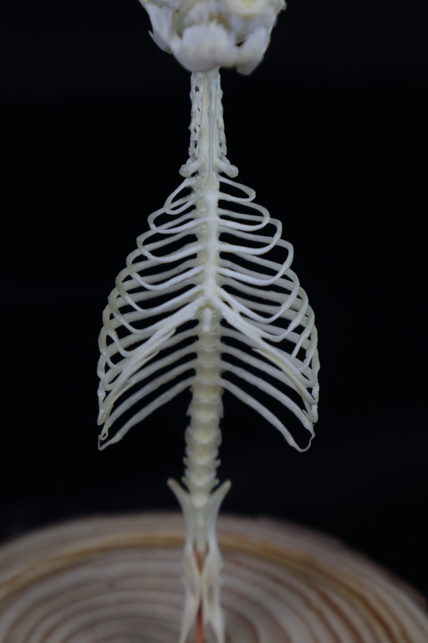 Mole Skull and Articulated Spinal Column