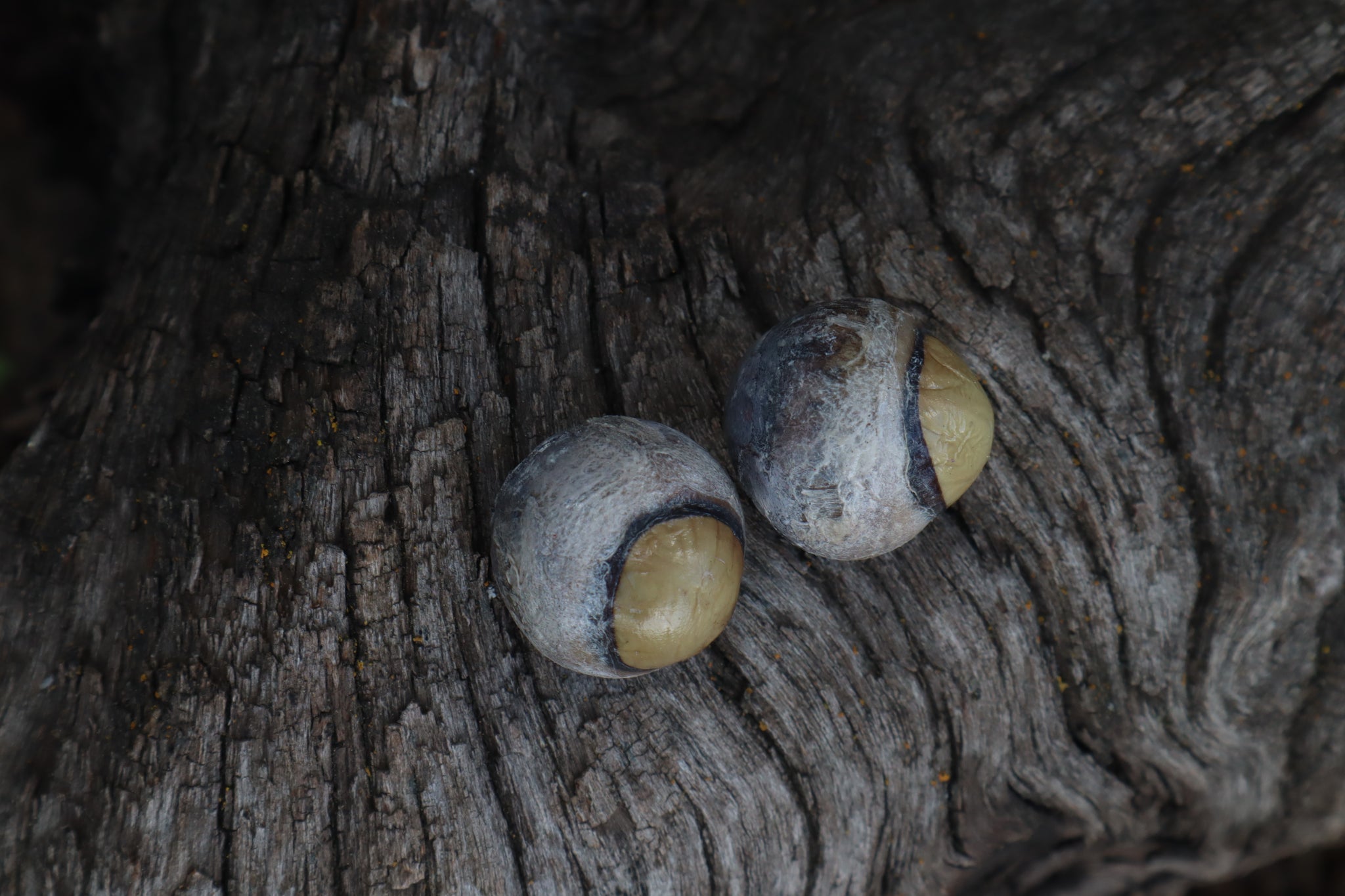 Dry Preserved Bobcat Eyeballs