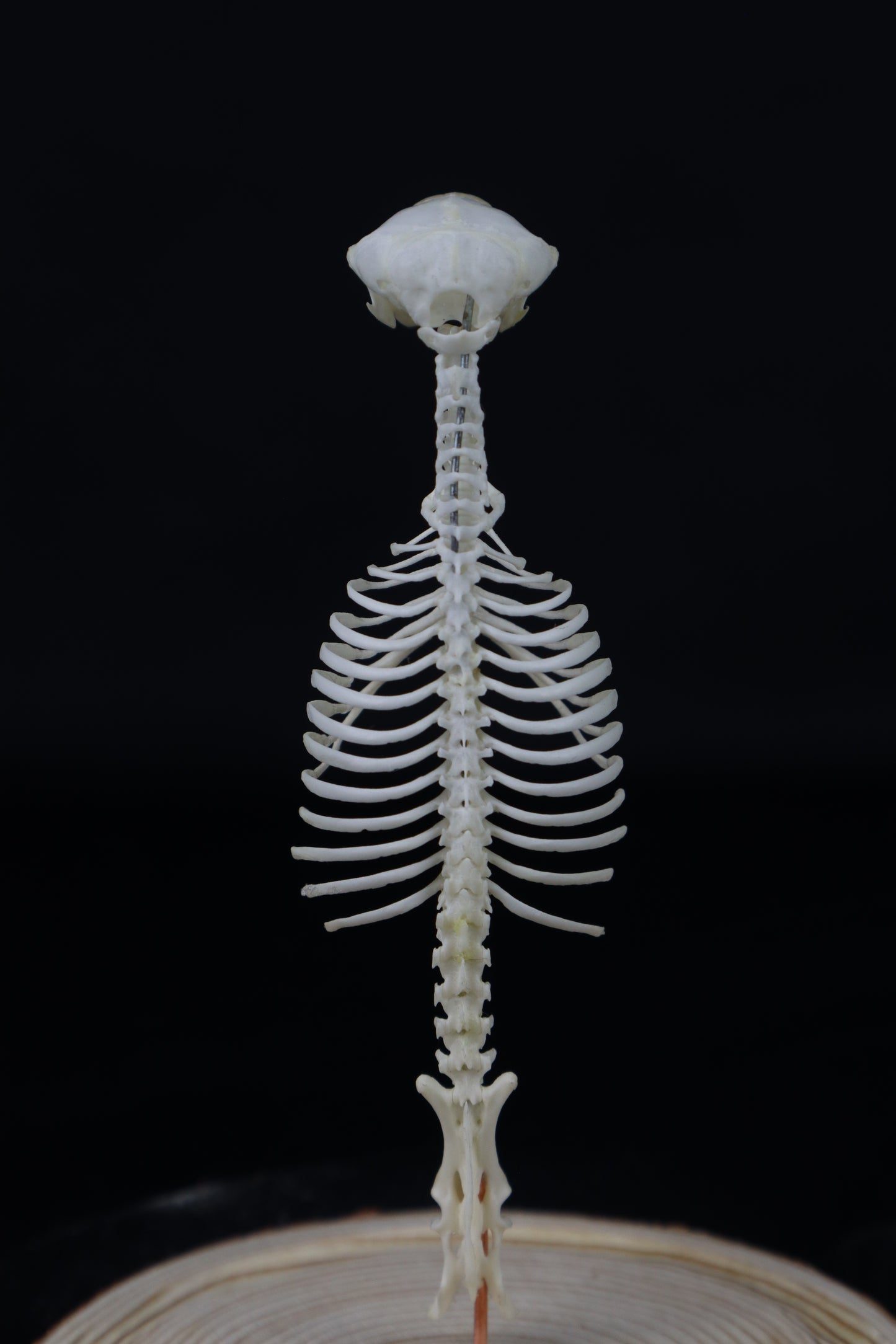 Mole Skull and Articulated Spinal Column