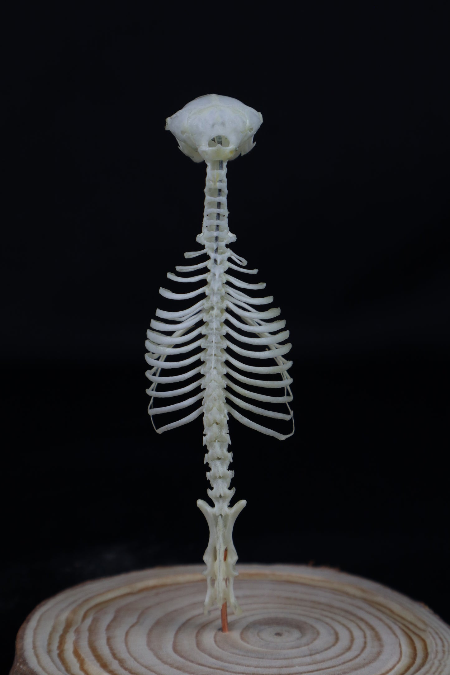 Mole Skull and Articulated Spinal Column