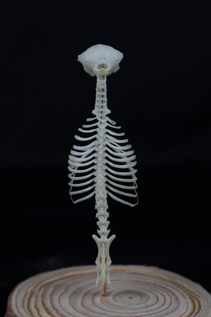 Mole Skull and Articulated Spinal Column