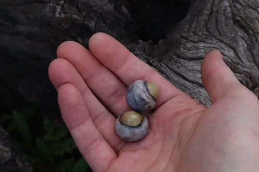 Dry Preserved Bobcat Eyeballs