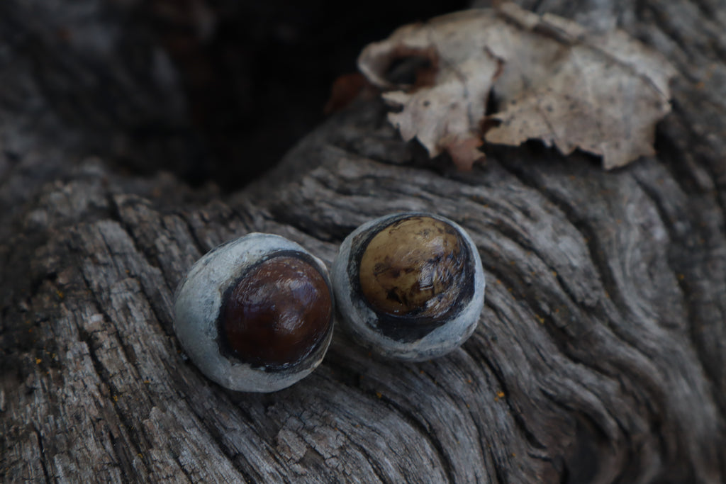 Dry Preserved Coyote Eyeballs
