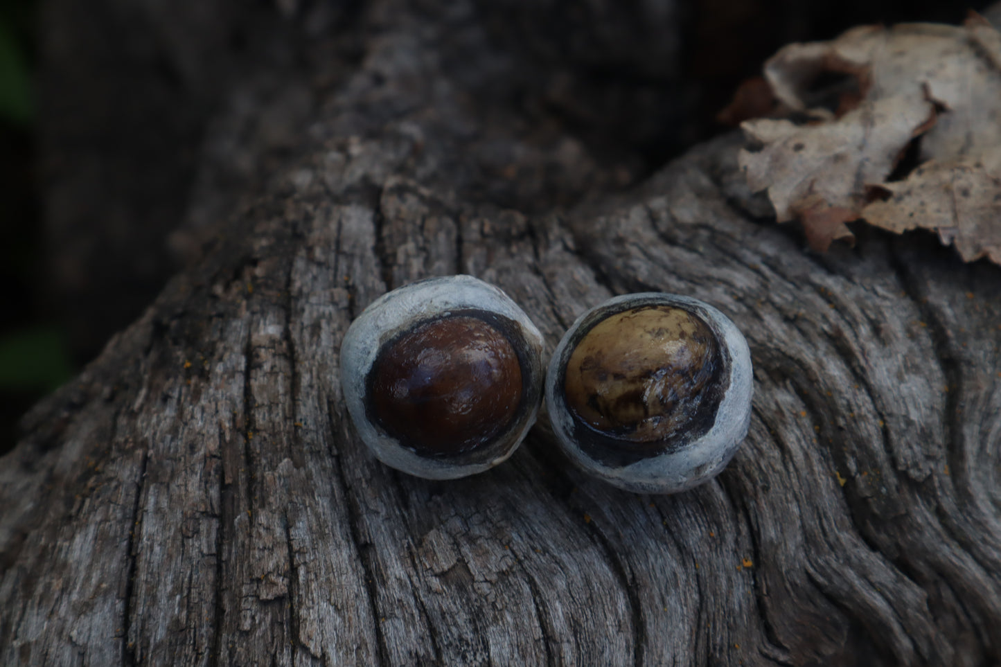 Dry Preserved Coyote Eyeballs