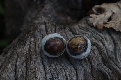 Dry Preserved Coyote Eyeballs