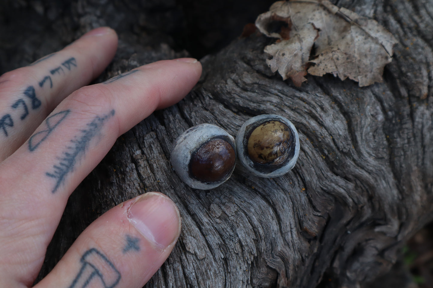 Dry Preserved Coyote Eyeballs